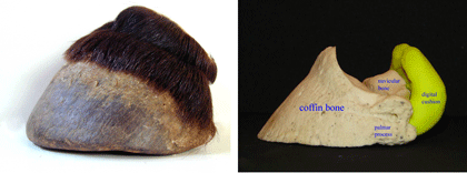 mustang hoof
