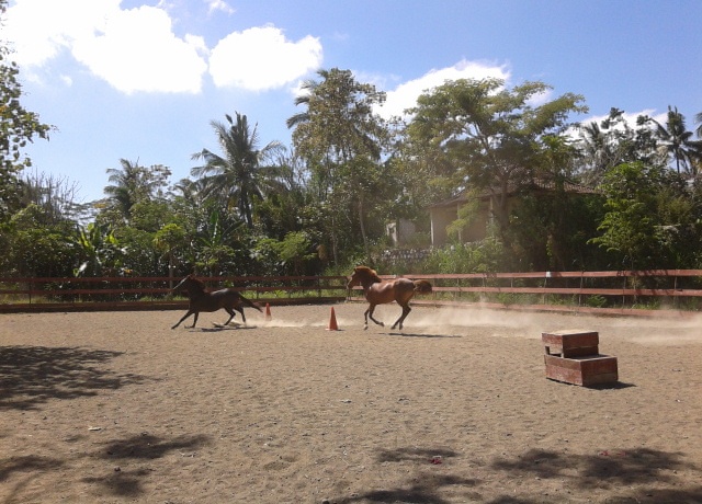 Riding Arena 60 x 20 meter