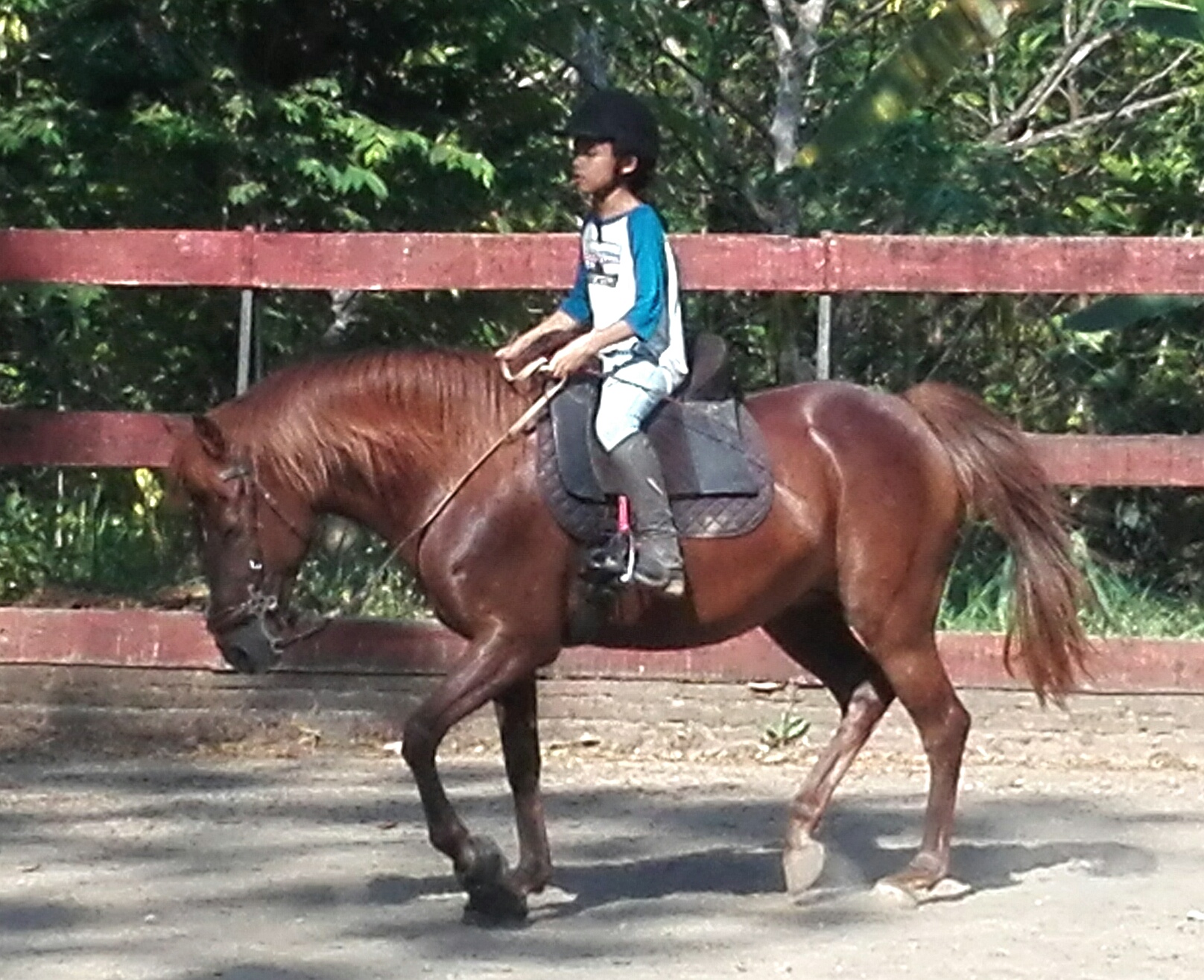 dressage, the horse is relaxed and in self carriage