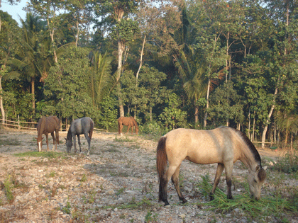 dry season