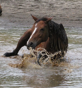 Natural horse behavior