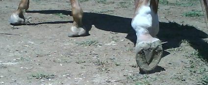 Rock crunching barefoot hoofs