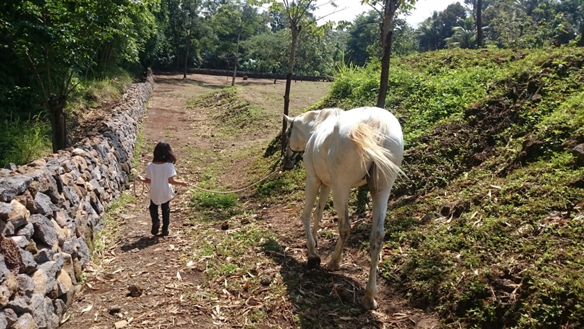 taking your horse out of the field