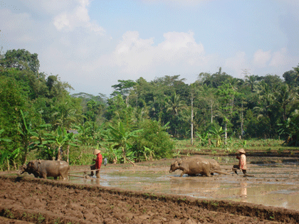 Buffaloes working in the ricefields