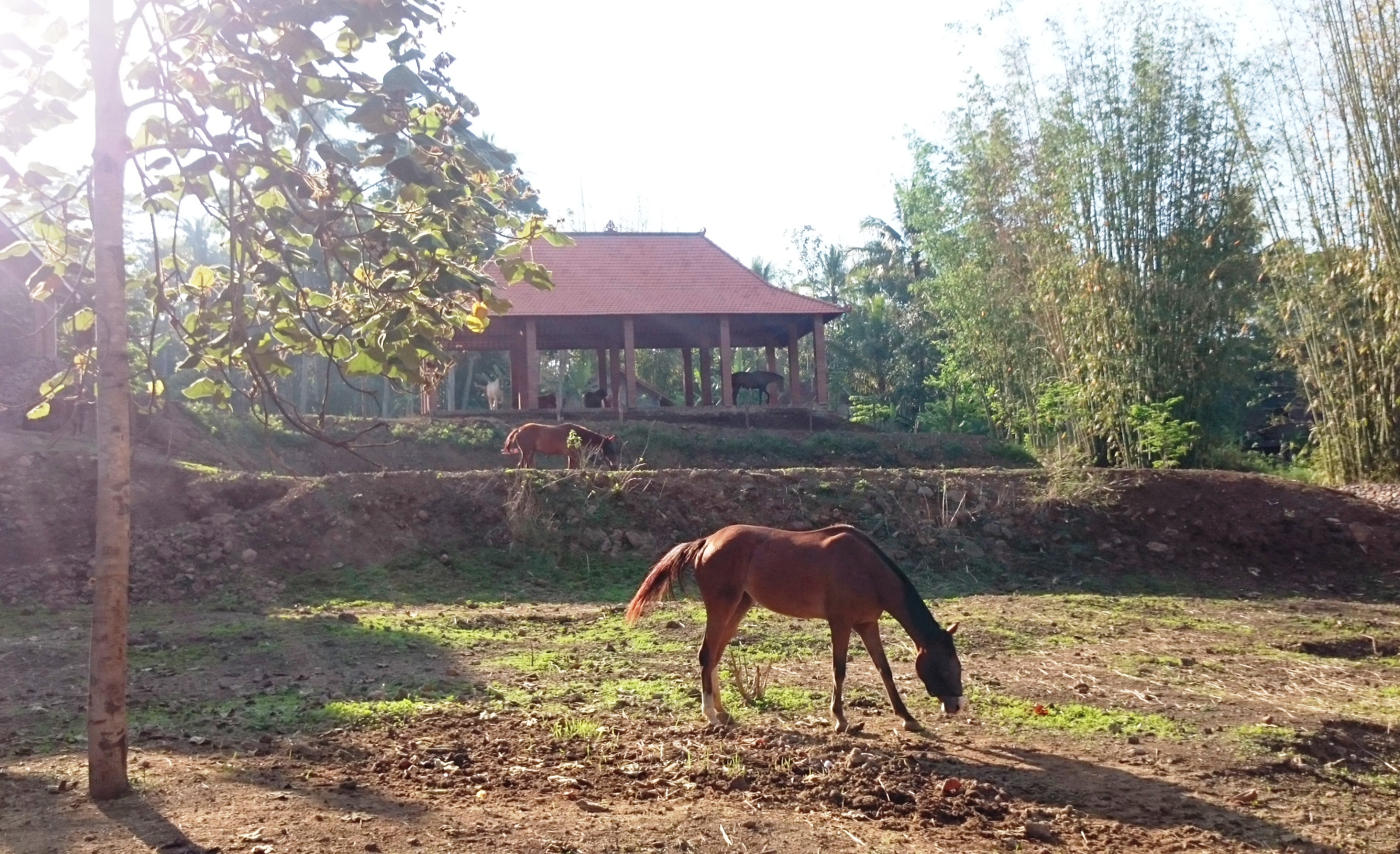 Spacious shelter