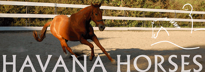 havanahorses