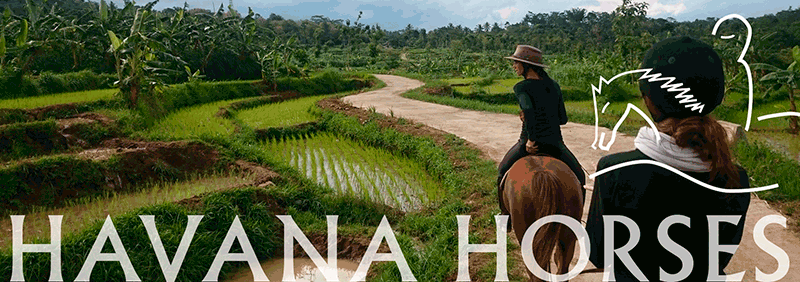 Trail rides on horseback