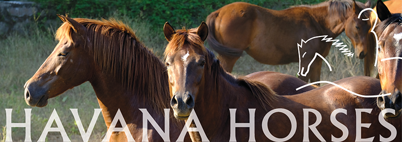 Havana Horses
