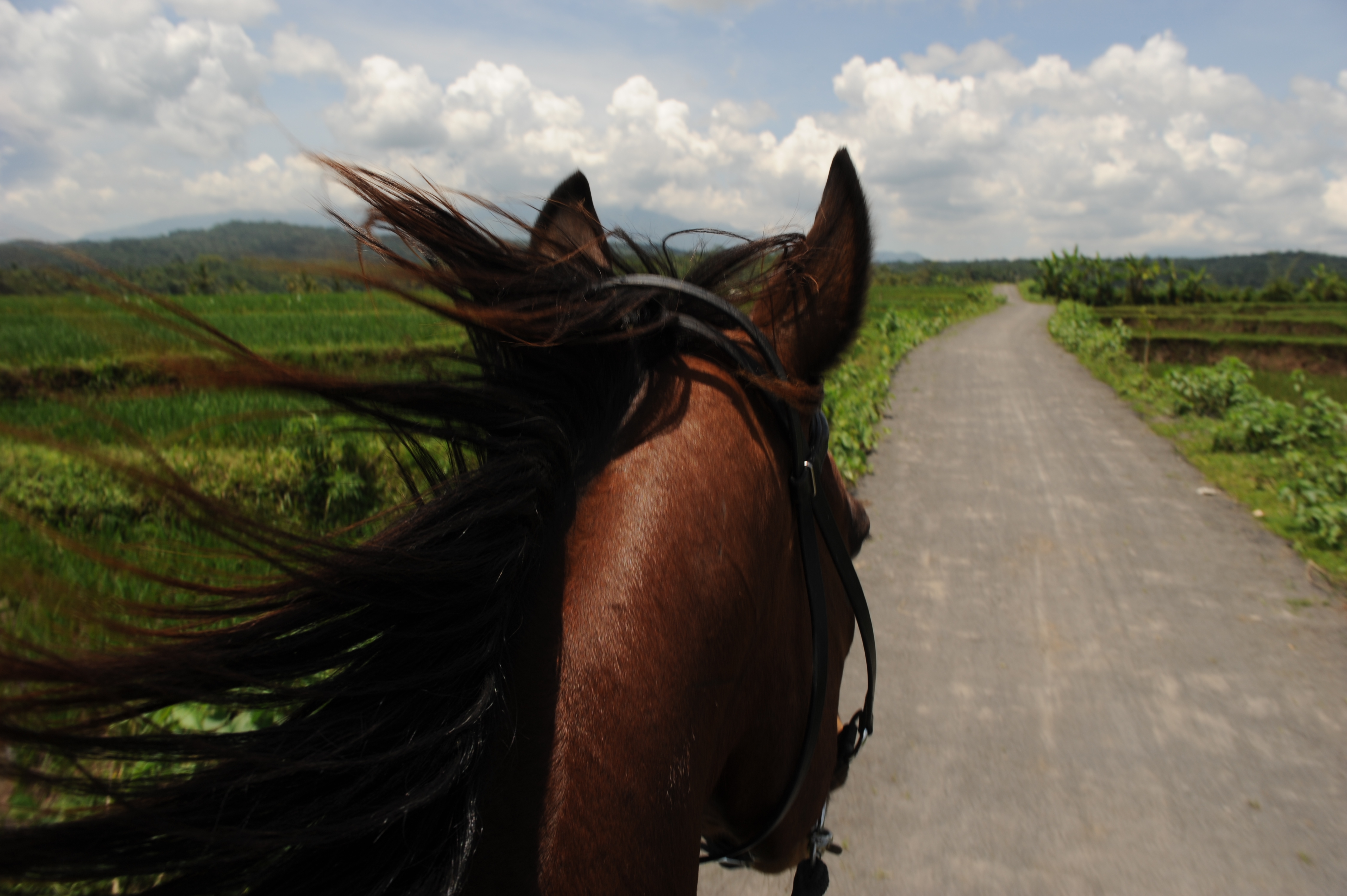 Exciting trail rides on horseback